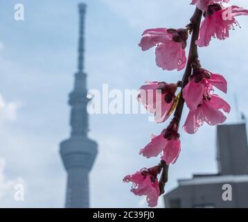 Pink cherry blossom with Tokyo Skytree in the background, Japan.