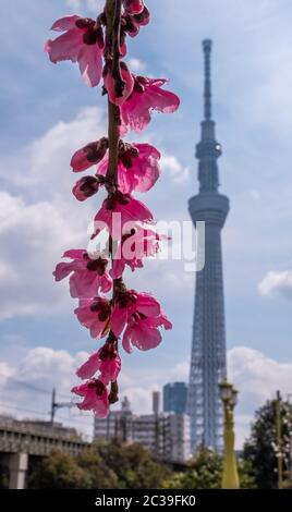Pink cherry blossom with Tokyo Skytree in the background, Japan.