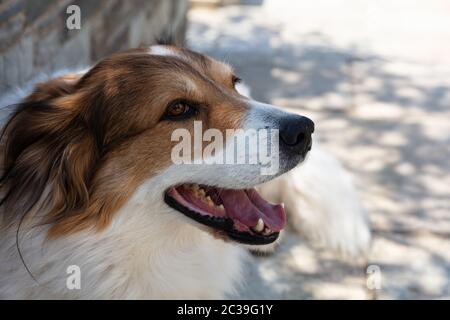 are greek shepherd noisy