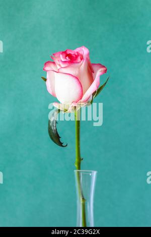 vertical still-life - natural white and red rose flower in glass vase with green paper background (focus on the bloom) Stock Photo