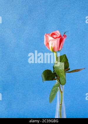 vertical still-life with copyspace - natural pink rose flower in glass vase with blue textured paper background (focus on the bloom) Stock Photo