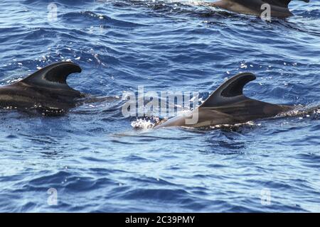 Pilot whales (Globicephala melas) in the atlantic ocean at canary island tenerife Stock Photo
