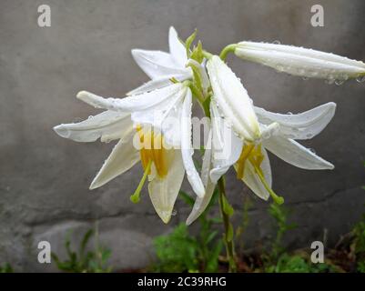 white lily flowers in inflorescence on a branch in water droplets