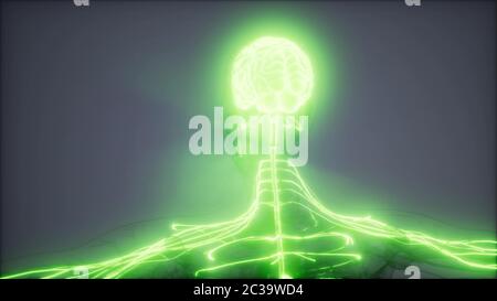 Human Brain Radiology Exam Stock Photo