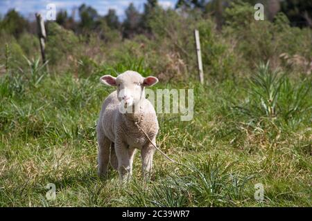 sheep farm in pampas argentina, province of santa fe Stock Photo