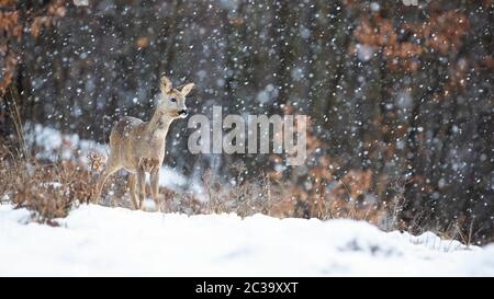 Roe deer, capreolus capreolus, doe standing in blizzard with snowflakes falling in winter. Wild mammal watching in cold weather on a glade in forest w Stock Photo