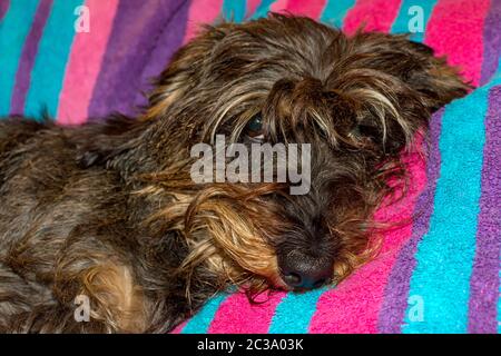 Wire haired Dachshund laying down on a colourful blanket. with one eye open. Stock Photo