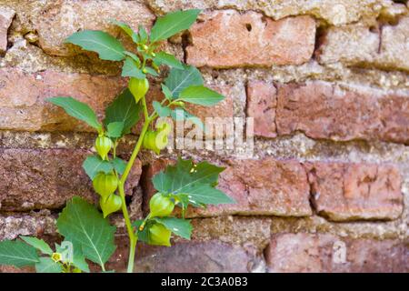 Cardiospermum halicacabum plant Chinese lantern creeper with bricks background Stock Photo