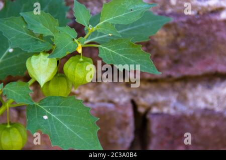 Cardiospermum halicacabum plant Chinese lantern creeper with bricks background Stock Photo