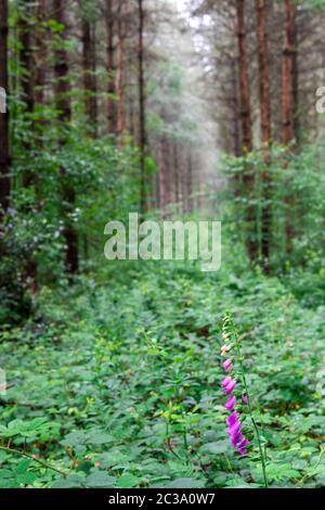 Foxglove,Digitalis purpurea,flowering in Blidworth woods,Nottingham,England,UK Stock Photo