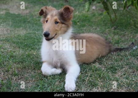 collie puppy playing on the green grass Stock Photo