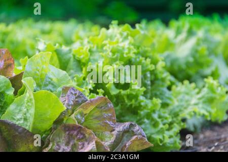 green and purple curly lettuce leaves in the organic garden Stock Photo