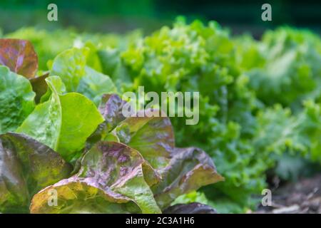 green and purple curly lettuce leaves in the organic garden Stock Photo
