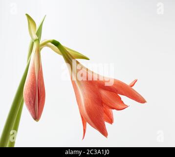 perennial bulbous plant hippeastrum striatum blooming red bud on white background Stock Photo