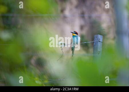 Close-up of european bee-eater Stock Photo