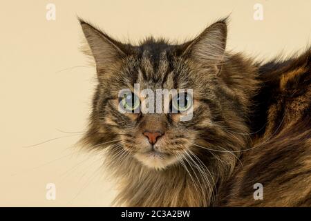 Norwegische Waldkatze (Felis silvestris catus), Tierportrait, Kater, Gesicht, 7 Jahre, Farbe Black Tabby Classic Stock Photo