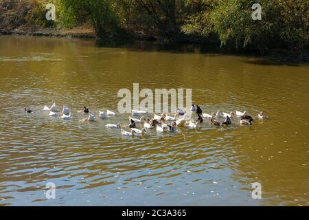 flock of domestic birds swimming on the pond Stock Photo