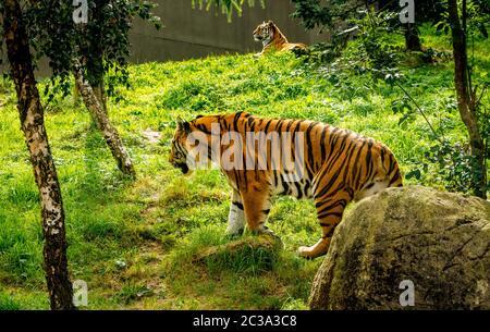 Two beautiful large Amur Tigers, Panthera Tigris Altaica, in their habitat in Dublin zoo, Ireland Stock Photo
