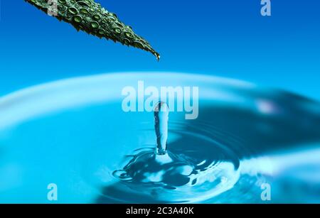 Green leaf in water drops on blue background with water. Water splash, water drop. A drop of water falls from the green leaf and gives a splash. Stock Photo