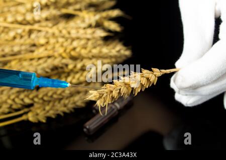 A lab technician holds a syringe with a chemical in his hands and tests wheat and grains for GMO. Genetically modified products. The harm of herbicide Stock Photo