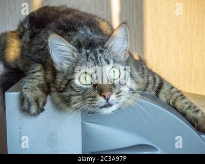 A domestic not thoroughbred cat rests on the TV and looks at prey Stock Photo