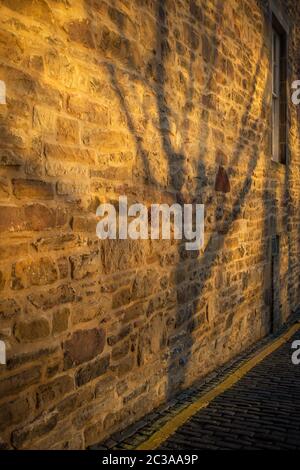 Strong, mysterious shadow of tree branches against a sunlit, sand stone house wall in Edinburgh with adjacent sash & case window and cobbled street Stock Photo