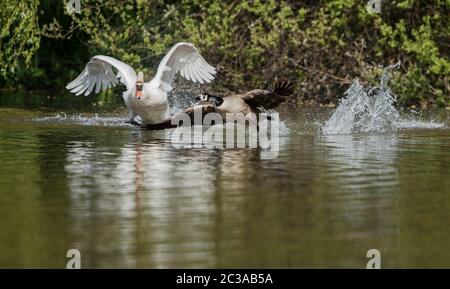 Mute Swan fights Canada Goose on the water.. His Latin name is Cygnus olor. Stock Photo