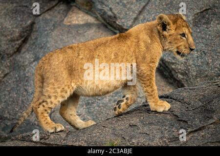 Lion cub walks on rock looking ahead Stock Photo