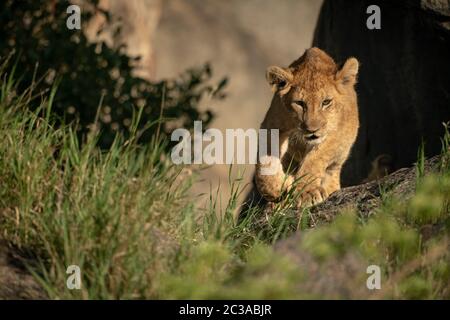 Lion cub walks on rock near grass Stock Photo