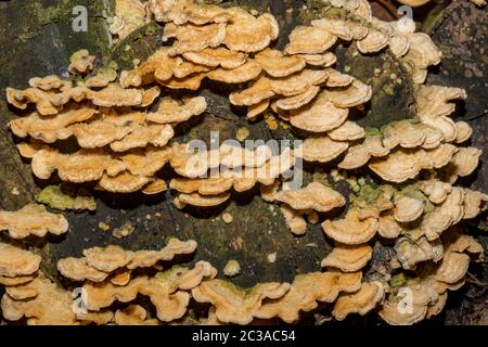 Collection of yellow tree fungi with a velvety surface on an old stump Stock Photo