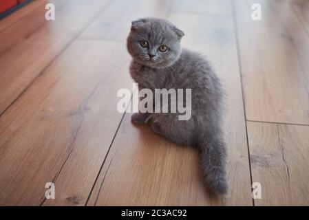 Scottish fold cat. Curious Scottish fold kitten. closeup looking at camera. High quality photo Stock Photo