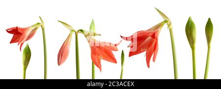 perennial bulbous plant hippeastrum striatum, set green unblown bud, red blooming bud isolated on white background Stock Photo