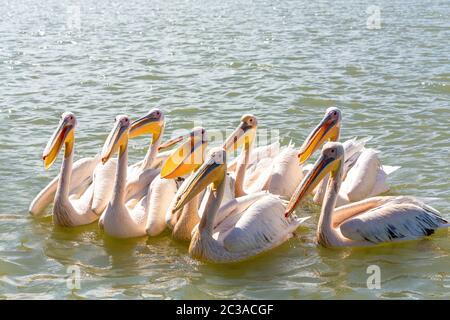 flock of big birds Great White Pelicans swim on Lake Tana, Bahir Dar, Ethiopia, Africa wildlife Stock Photo