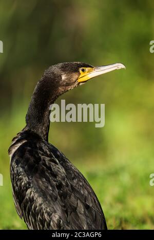 Portrait of Great Cormorant in habitat. His Latin name is Phalacrocorax carbo Stock Photo
