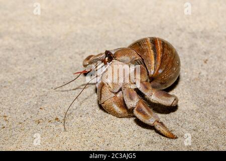 hermit crab on beach in snail shell, Farankaraina National Park rainforest, Madagascar wildlife and wilderness Stock Photo