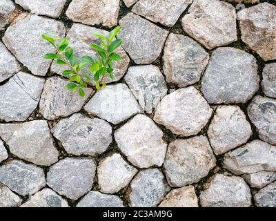 little green leaves tree on stone wall background Stock Photo