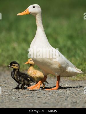 Leucistic female of Mallard Duck with nestlings. Her Latin name is Anas platyrhynchos. Stock Photo