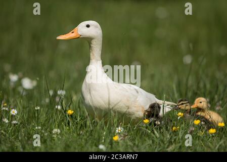 Leucistic female of Mallard Duck with nestlings. Her Latin name is Anas platyrhynchos. Stock Photo
