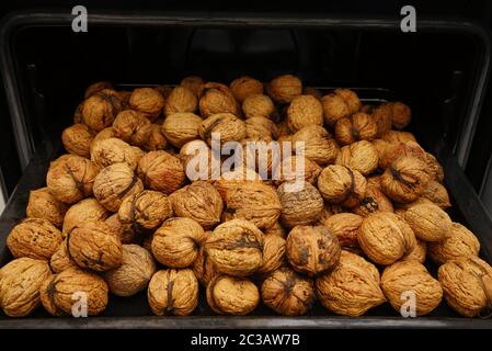 Fresh organic walnuts on a baking sheet Stock Photo