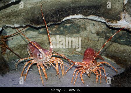 South Coast Rock Lobster Palinurus gilchristi Stock Photo