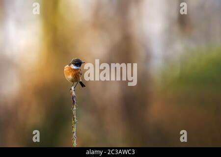 Male Stonechat perched on a single thorned stem in a field in the United Kingdom Stock Photo