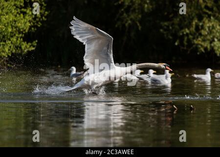 Mute Swan starts to fly out of the water. His Latin name is Cygnus olor. Stock Photo