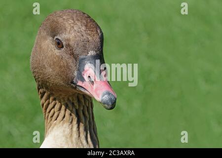 Head study of a short-billed goose Anser brachyrhynchus Stock Photo