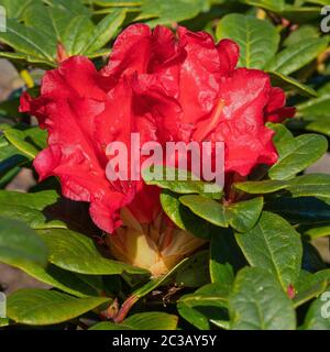 Rhododendron Hybrid Rabatz (Rhododendron hybrid), close up of the flower head Stock Photo