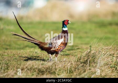 Male of Pheasant in grass. His Latin name is Phasianus colchicus. Stock Photo