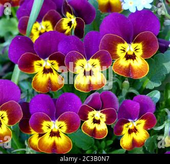 horn violet with looks like faces Stock Photo
