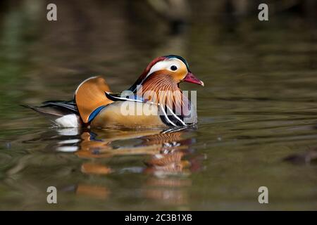 Mandarin Drake; Aix galericulata; Devon; UK Stock Photo