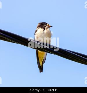 Red-rumped swallow (Cecropis daurica) is a small passerine bird in the swallow family - Choczewo, Pomerania, Poland Stock Photo