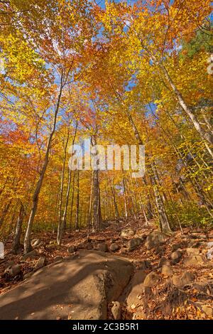 Hiking Uphill Through the Fall Forest in Adirondack State Park in New York Stock Photo