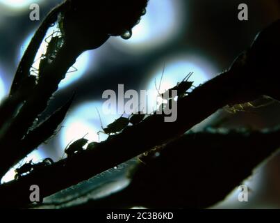 Aphid infestation on house garden rose plant. Stock Photo